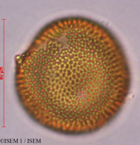 ISEM 1/Croton_floccosus_29312/Croton_floccosus_29312_0001(copy)_thumb.jpg